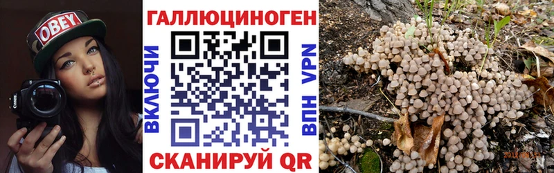 Псилоцибиновые грибы Psilocybine cubensis  Никольское 